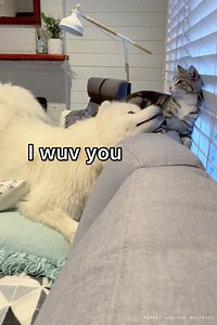 1.1M views · 9.8K reactions | Here’s a fun fact; did you know that Teddy and Harry are less than 3 months difference in age? Teddy has always loved Harry. When they were little they were always playing together. They don’t do it as much now because Harry has important cat business to attend to, but given half a chance, you’ll find Teddy booping (and smelling路‍♀️) Harry  Music Licence: Storyblocks.com | Poppet and the Wolf Pack | Facebook