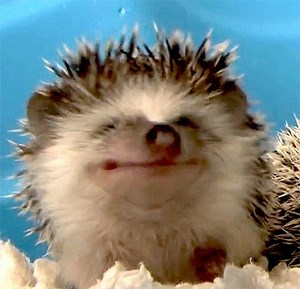 Yawning as big as this hedgehog this morning! | Animal Planet