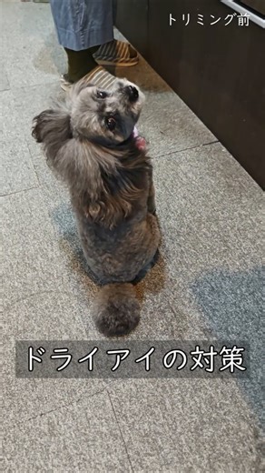 トリミング後の大事な習慣