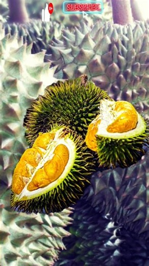 Beautiful Durian #nature #fruit #youtube #shorts #viral
