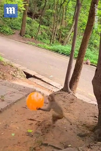 This monkey is having the time of its life playing with a balloon! 🎈🐒 Additional clip via ViralHog | Daily Mail Video