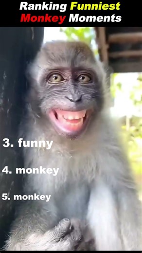 Ranking Funniest Monkey Moments