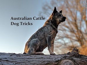 Australian Cattle Dog 1 year 5 months old training and tricks