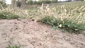 Grey Francolin calling in jungle | Birds World Point