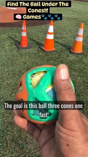 Play The Shell Game With Your Pup #dogtraining #dogcoach #dogbraingames #dogbootcamp #traineddogs