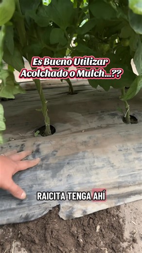 21K views · 294 reactions | El #Acolchado o #mulch es bueno para el #cultivo la #raiz y mejora la absorción de #nutrientes para la planta | TODO AGRO EC TodoAgro | Facebook