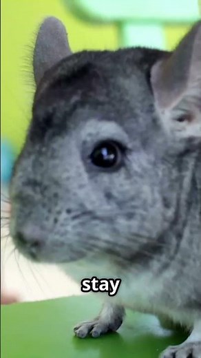 Chinchillas: Fluffy Marvels of the Andes! #animals #facts #wildlife #shorts #nature