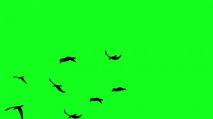 Download Flying birds green screen free video for free