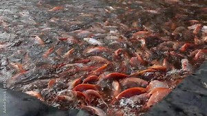 A close-up video of Red Tilapia (Oreochromis niloticus) schooling and swimming together in a fish farming pond. Captures the vibrant activity of these farm-raised fish in their natural environment
