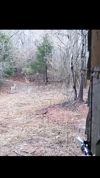 Hunting Deer with Revolver #hunting #deer#moose#chasse