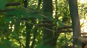 Woman dies from zip line fall