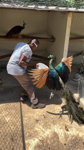 Why do farmers keep peacocks? #shorts