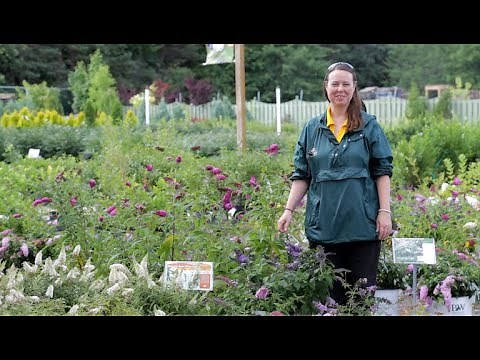 PETITTI Butterfly Bush | Grow Buddleia for Repeat Blooms, Deer Resistance & Pollinators
