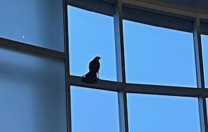 Red-tailed hawk with 4-foot wingspan stuck inside N.J. library for days