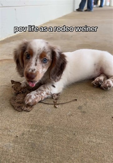 Life as a Rodeo Dachshund: Held and Loved