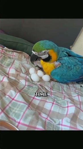 "A Kind Man Rescues Baby Macaws❤️" #BabyMacaw #AnimalRescue #Kindness #Wildlife #shortsfeed