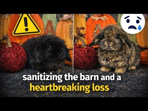 Sanitizing the Barn… and a Heartbreaking Loss | Rabbitry Life