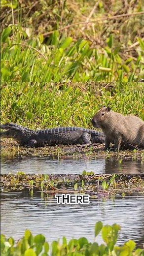 Why Don’t Predators Eat Capybaras? 🐊🚫#capybara#viral #animalfacts #chillvibes