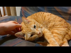 Orange girl actually starts singing a love tune when her adoring dad begins to pet her