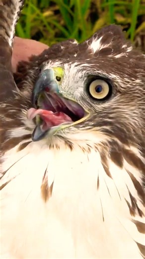 Hidden Mites: The Invisible Threat Killing Hawks #falconry #shorts #birdsofprey