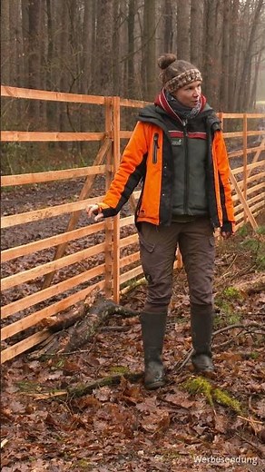Wo kommt unser Holz her? | Ingo entdeckt | 01 | LIGNA.TV #shorts #wald #holz #wood