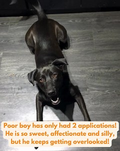 23K views · 341 reactions |  Chico has been with us for almost 3...