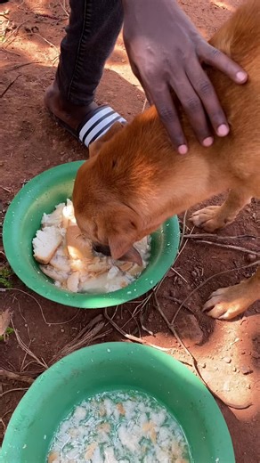 HOPE FOR ANIMALS on TikTok