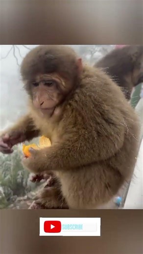 Animals #funny #comedy videos lot of laughing moments cat try do modern style