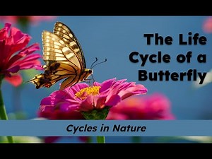 CKLA Grade 2 Domain 6 Lesson 8 The Life Cycle of a Butterfly