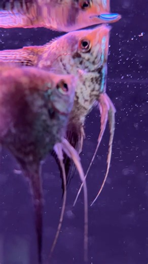 Day 57 on this Aquascape 🌱 I think the Angelfish Approve!!