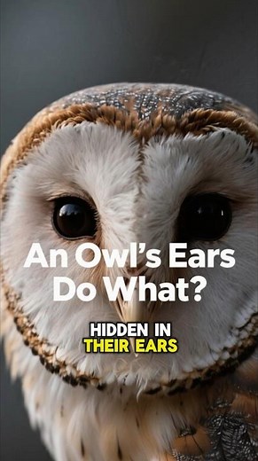 The Amazing Science of Owls’ Odd Ears! #shorts #owl