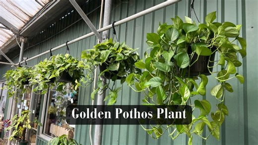 20K views · 232 reactions | Golden Pothos, possibly the greatest houseplant of all time, boasts hardy, trailing vines and heart-shaped leaves with stunning golden-yellow variegation. Perfect for beginners, it thrives in various lighting conditions and water conditions. #smithsgardentown #goldenpothos #easyhouseplant #houseplant #PlantTok #pothosvine #tropicalplant | Smith's Gardentown | Facebook