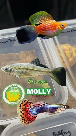 Tutorial on how to care for a Pacman frog! 🐸 #pacman #pacmanfrog #frog #pacmanfrog