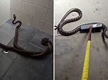 Woman finds pythons fighting in shower after falling from skylight