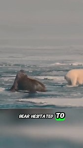 41K views · 424 reactions | Polar Bear vs Walrus The Heist That Failed ‍❄️⚔️ #PolarBear #vs #Walrus #clips | SwiftEmpyre | Facebook
