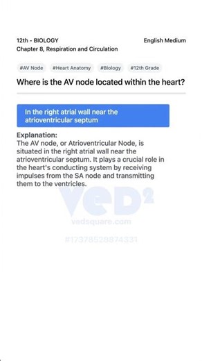 AV Node Location in Heart 12th Biology Respiration and Circulation