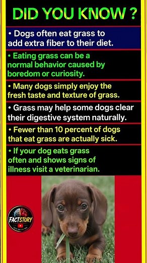 Why Do Dogs Really Eat Grass