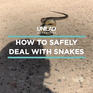 408K views · 6K reactions | This snake catcher shows why venomous snakes attack and how to safely leave them alone...  | UNILAD Adventure | Facebook