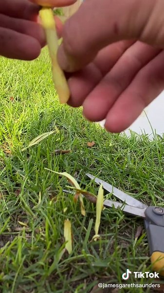 How to Grow Apple Trees from Orchard Cuttings