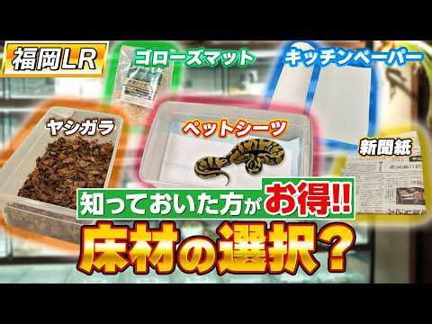 #78 [2026] Ball Python Substrate Remake Version