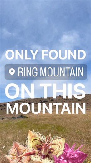 California Academy of Sciences on Instagram: "World, meet the Tiburon mariposa lily, an alien-looking flower that grows on a single hillside in Marin County, California — and nowhere else on Earth."