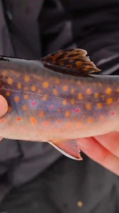 35K views · 642 reactions | Brook trout are arguably the prettiest fish in Minnesota! Do you agree? 路‍♂️ Who’s still out on safe ice? #fishing #icefishing #minnesota | UnReel Minnesota | Facebook