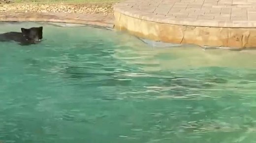 115K views · 232 reactions | This man fearlessly swims with his wildlife friends in the pool. How cool is that? | Rumble | Facebook