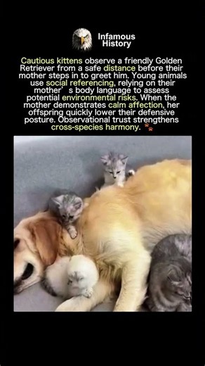 DOG AND FELINE FAMILY BOND