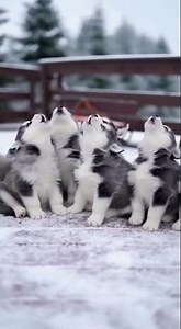 Baby Barks with 6 Husky Puppies — Cutest Howl Ever! 🐾🤣 #adorable #baby #cute #dog #puppydog