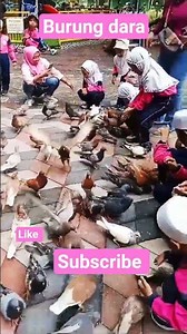 burung dara#kasih makan#teman#subscribe,like, coment #fyp#