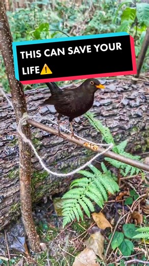 THIS CAN SAVE YOUR LIFE⚠️WARNING TRAPS ARE ONLY USED IN ABSOLUTE SURVIVAL SITUATIONS🏕 #survival #traps #bushcraft #buscraftgermany #fyp #primitive_technology #bird #survivalfood #survivaltips