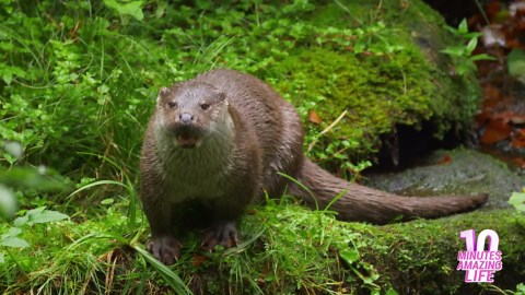 Eurasian Otter by the Stream in Its Natural Habitat