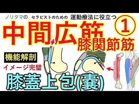中間広筋・膝関節筋・膝蓋上嚢(包)の機能解剖