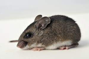 Hantavirus